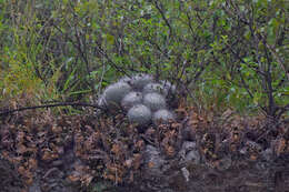 Image of Mammillaria geminispina Haw.