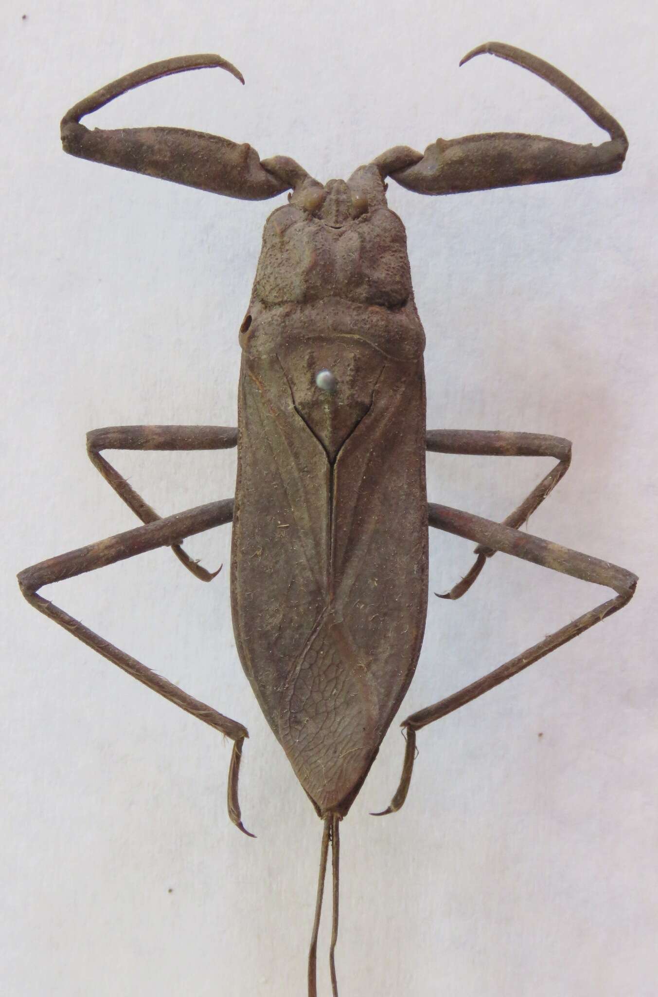 Image of Laccotrephes fuscus (Linnaeus 1758)