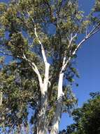 صورة Eucalyptus tereticornis subsp. tereticornis