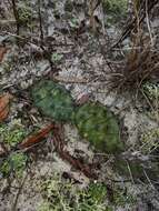 Image of <i>Opuntia nemoralis</i>