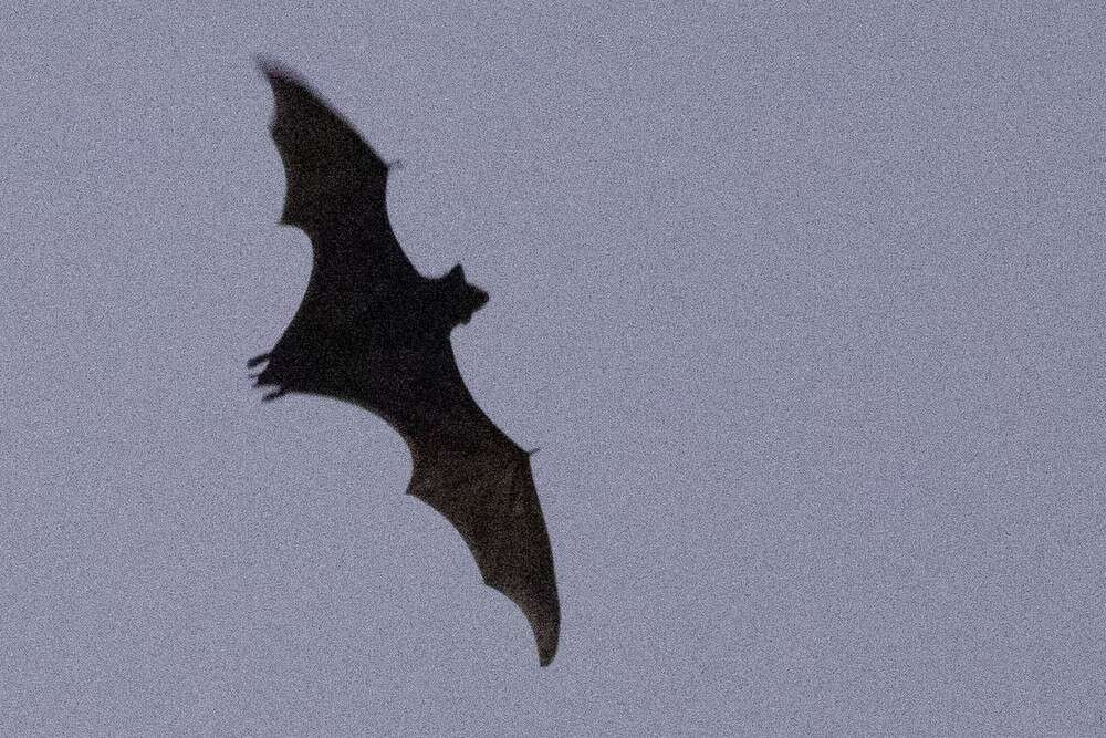 Image of Pel's Pouched Bat