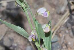 Image of velvetseed milkwort