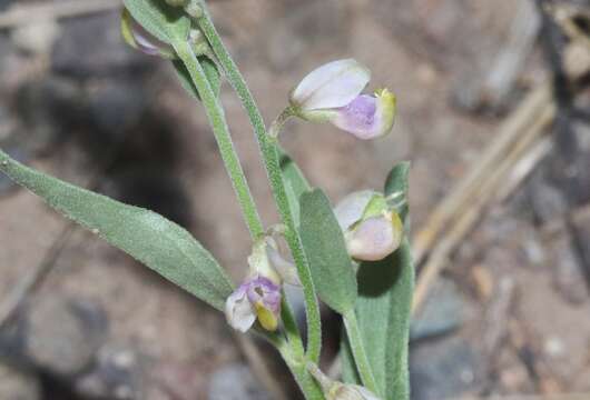 Image of velvetseed milkwort