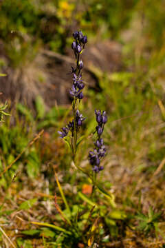 Image de Swertia obtusa Ledeb.