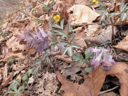 Imagem de Corydalis turtschaninovii Bess.