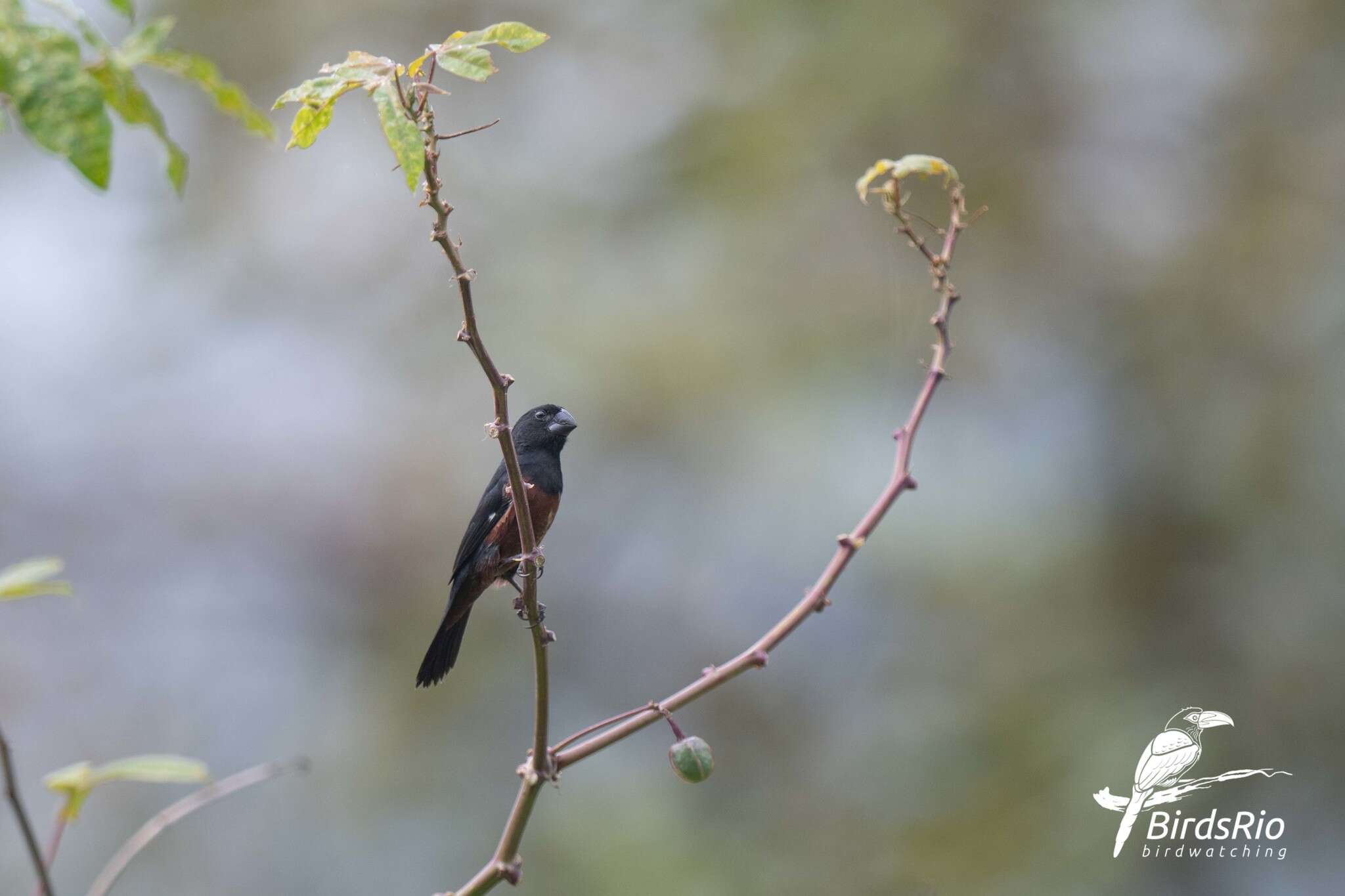 Image of Chestnut-bellied Seed Finch