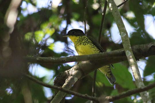 Image of Laniisoma Swainson 1832