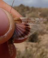 Слика од Sphingonotus (Neosphingonotus) morini (Defaut 2005)