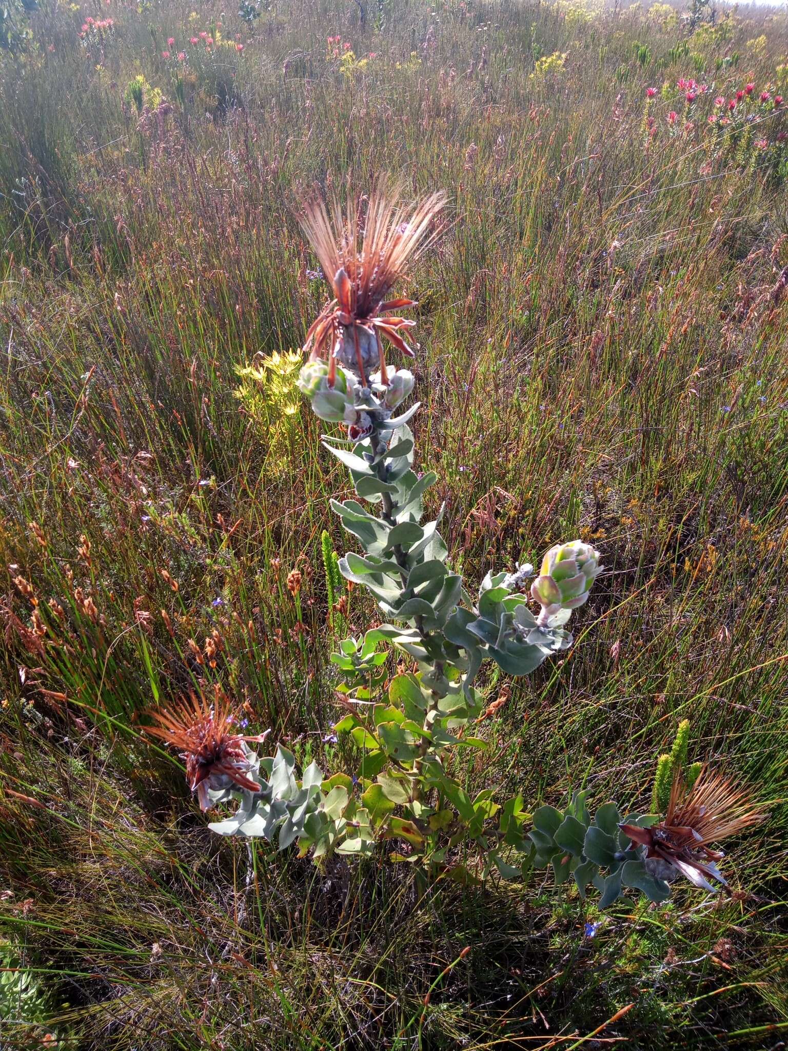 Imagem de Protea aurea subsp. potbergensis (J. P. Rourke) J. P. Rourke