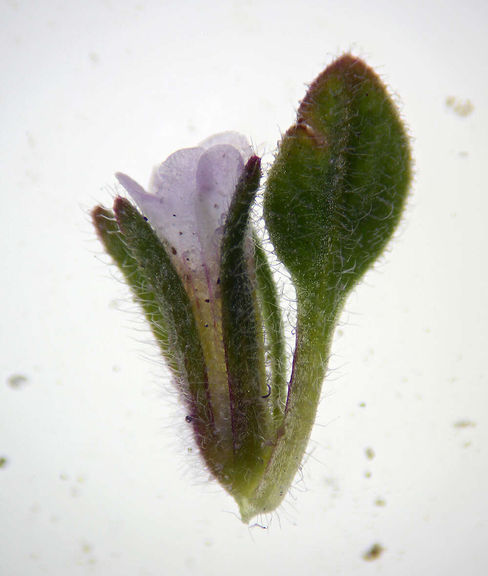 Image of eggleaf fiddleleaf