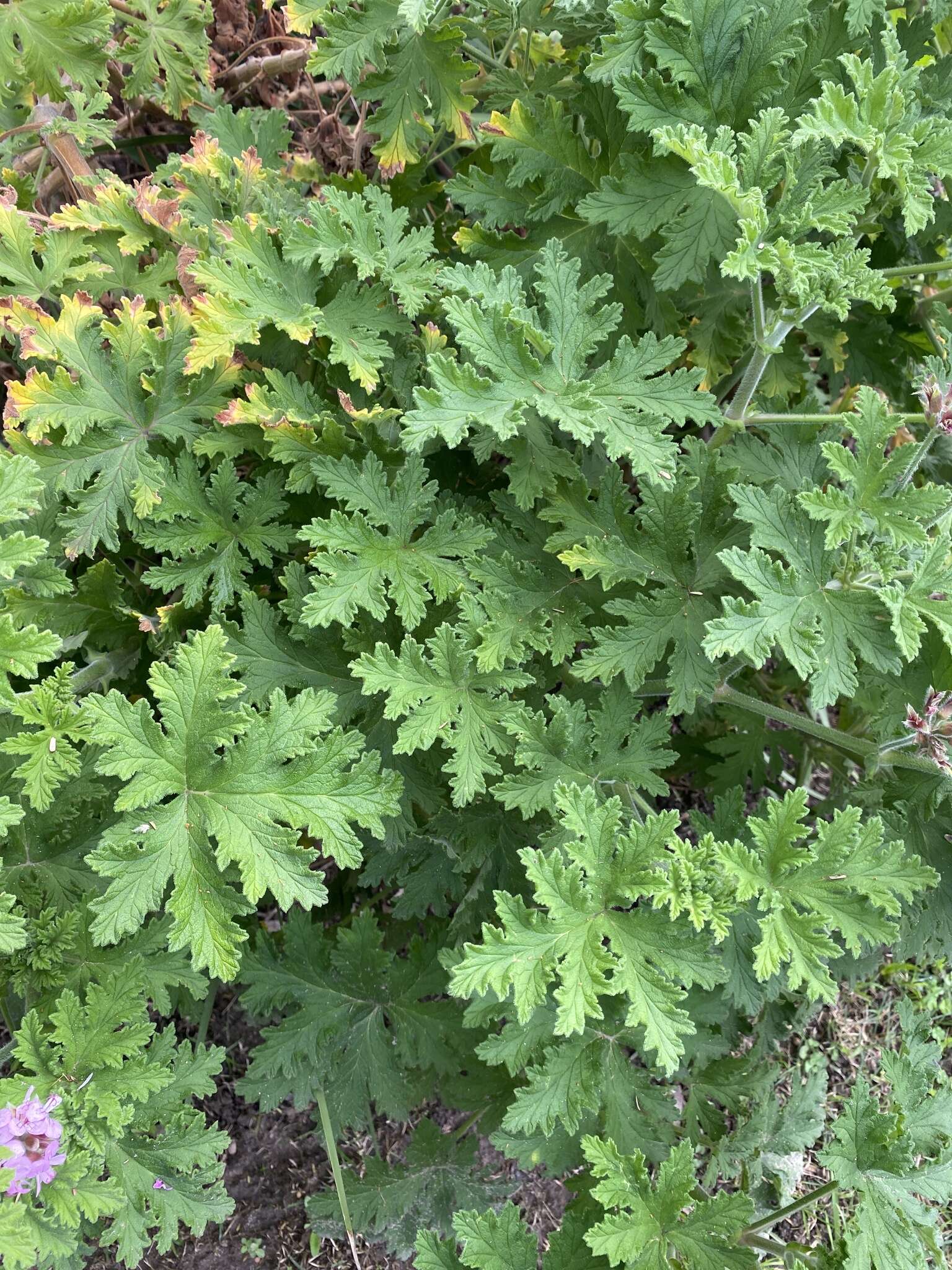 Image of sweet scented geranium