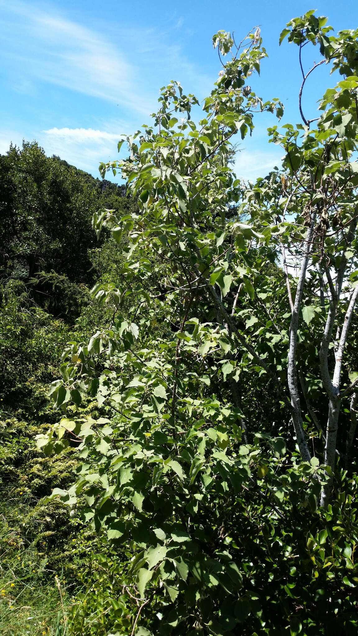 Image of Mountain Ribbon Wood