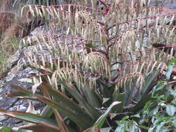 Image of Tillandsia krukoffiana var. krukoffiana