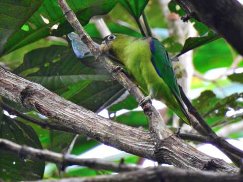 Image of Scarlet-shouldered Parrotlet