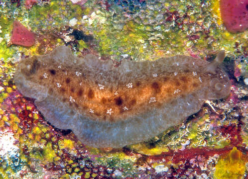 Imagem de Dendrodoris elongata Baba 1936