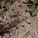 Image of Palmer's monkeyflower