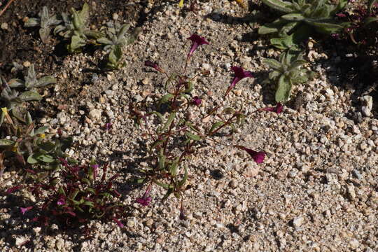 Image of Palmer's monkeyflower