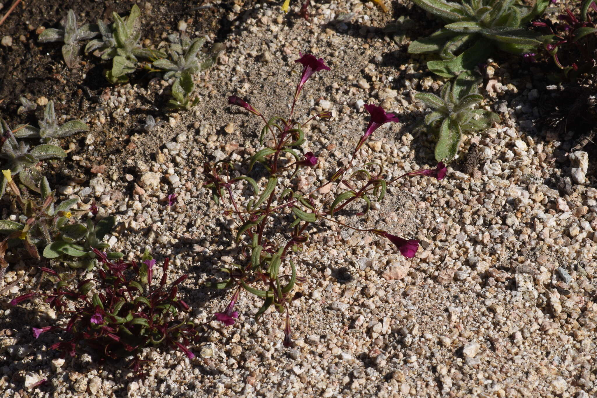 Image of Palmer's monkeyflower