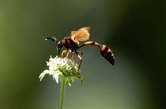 Phimenes arcuatus lyratus (Vecht 1959)的圖片