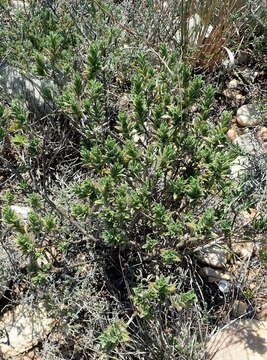 Image of Pteronia hirsuta L. fil.