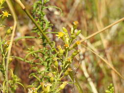 Image of Dittrichia viscosa subsp. revoluta (Hoffmgg. & Link) P. Silva & Tutin