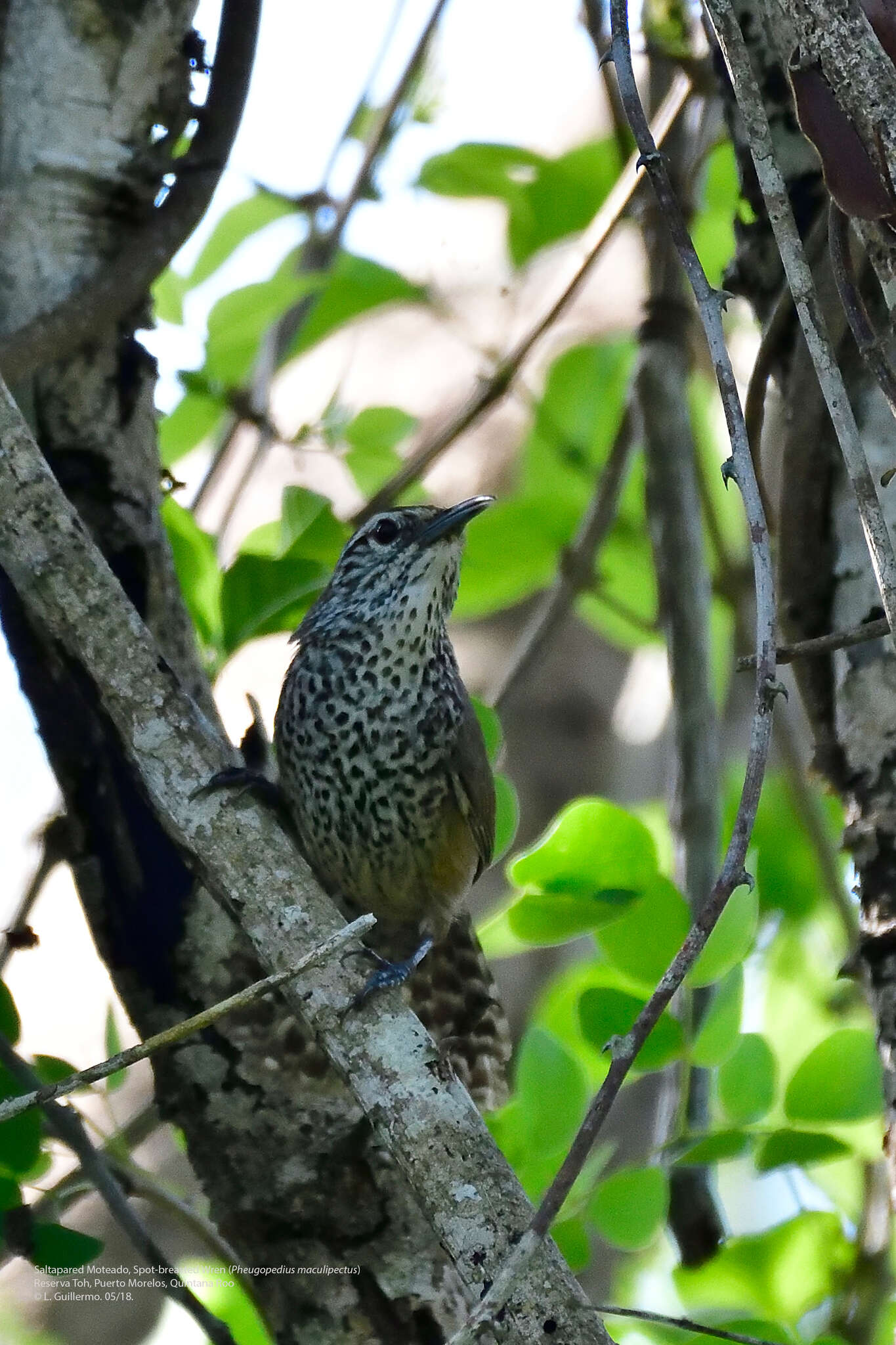 Image of Spot-breasted Wren