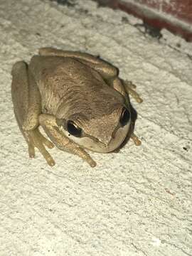 Image of Brown Tree Frog