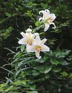 Image of Asiatic Lily