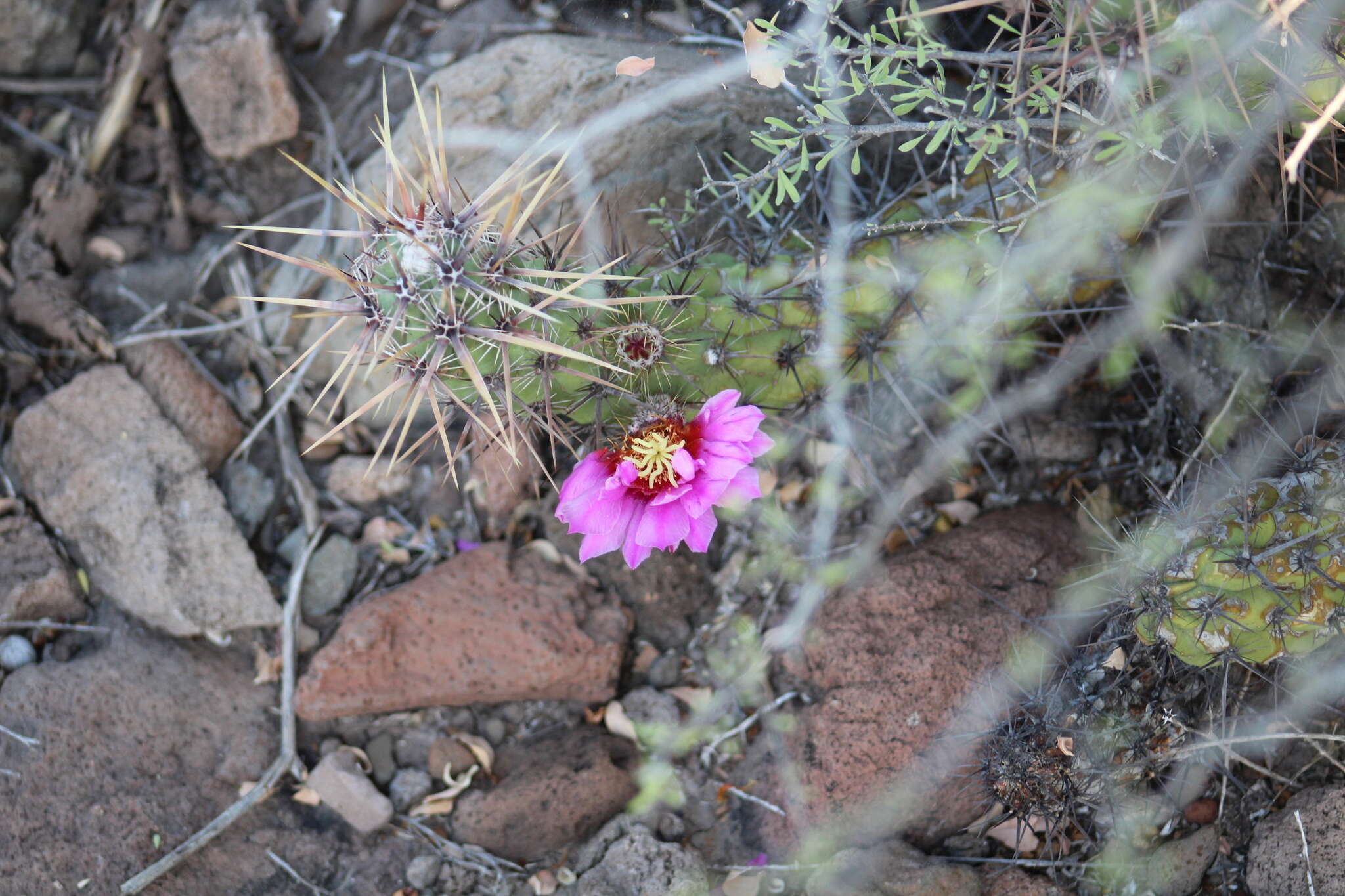 Image of Echinocereus brandegeei (J. M. Coult.) K. Schum.