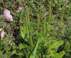 Plantago rhodosperma Decne.的圖片