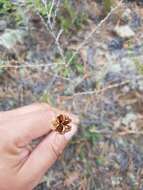 Image of Coral Lily