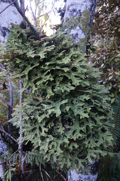 Image of Pseudocyphellaria faveolata (Delise) Malme