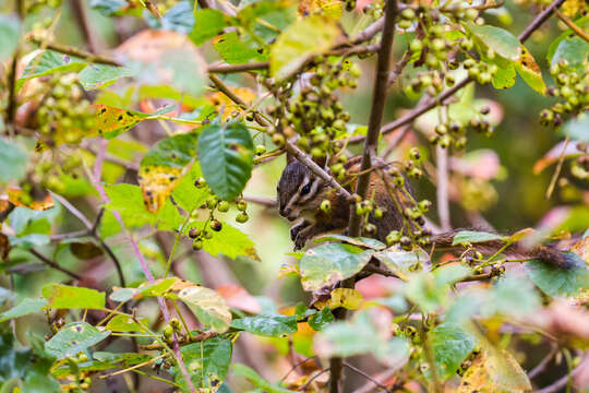 Image of Sonoma Chipmunk