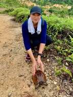 Image of Spiny turtle