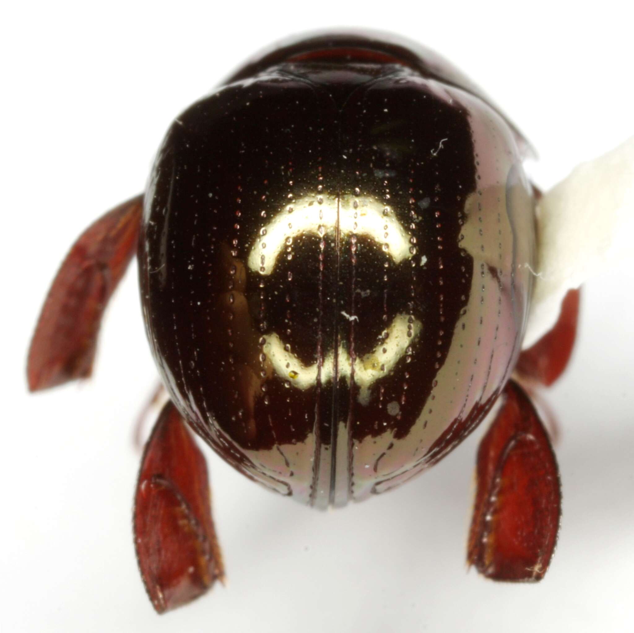 Image of Round Fungus Beetle