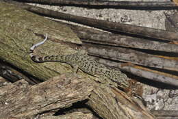 Image of Honduras Leaf-toed Gecko