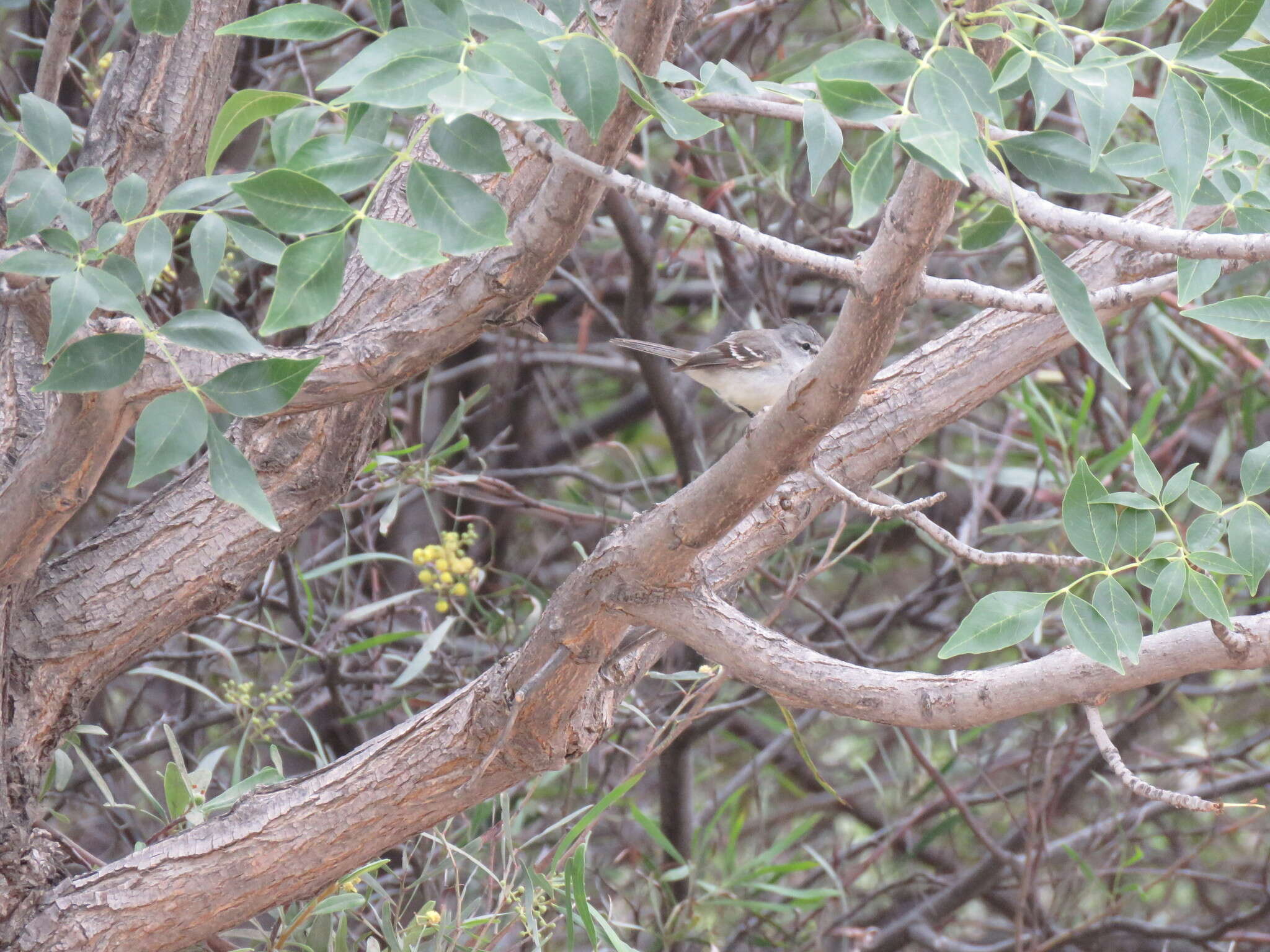 Image of Greater Wagtail-Tyrant