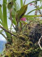 Image of Maxillaria paleata (Rchb. fil.) Ames & Correll