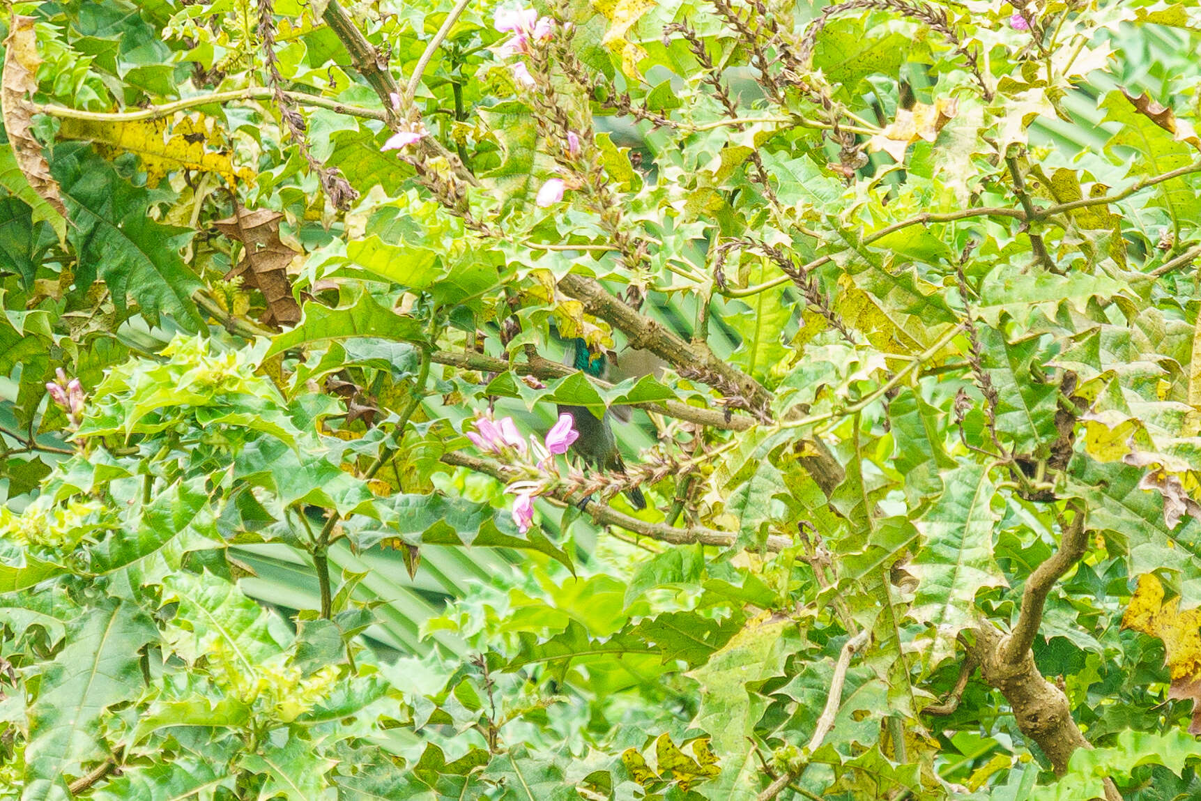 Image of Green-headed Sunbird