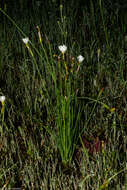 Sisyrinchium cholewae Espejo, López-Ferr. & Ceja resmi