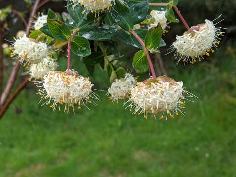 Image of Pimelea ligustrina subsp. ligustrina