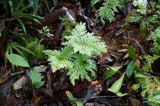 Image of electric fern