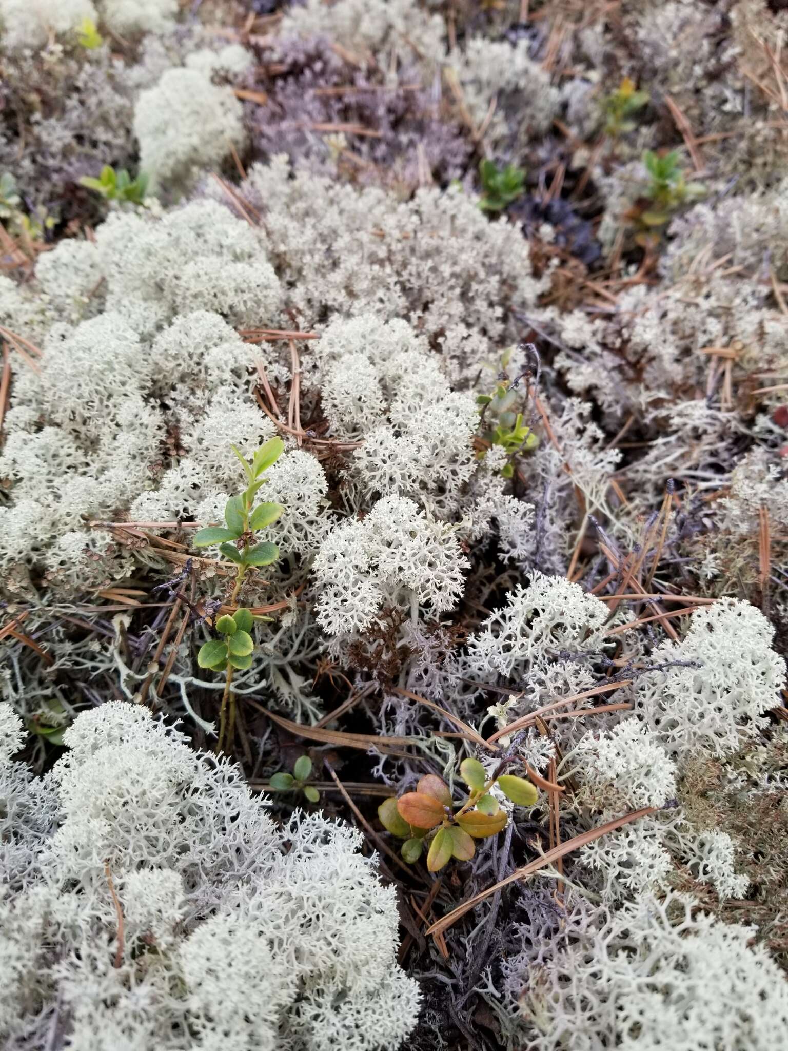 Image of star reindeer lichen