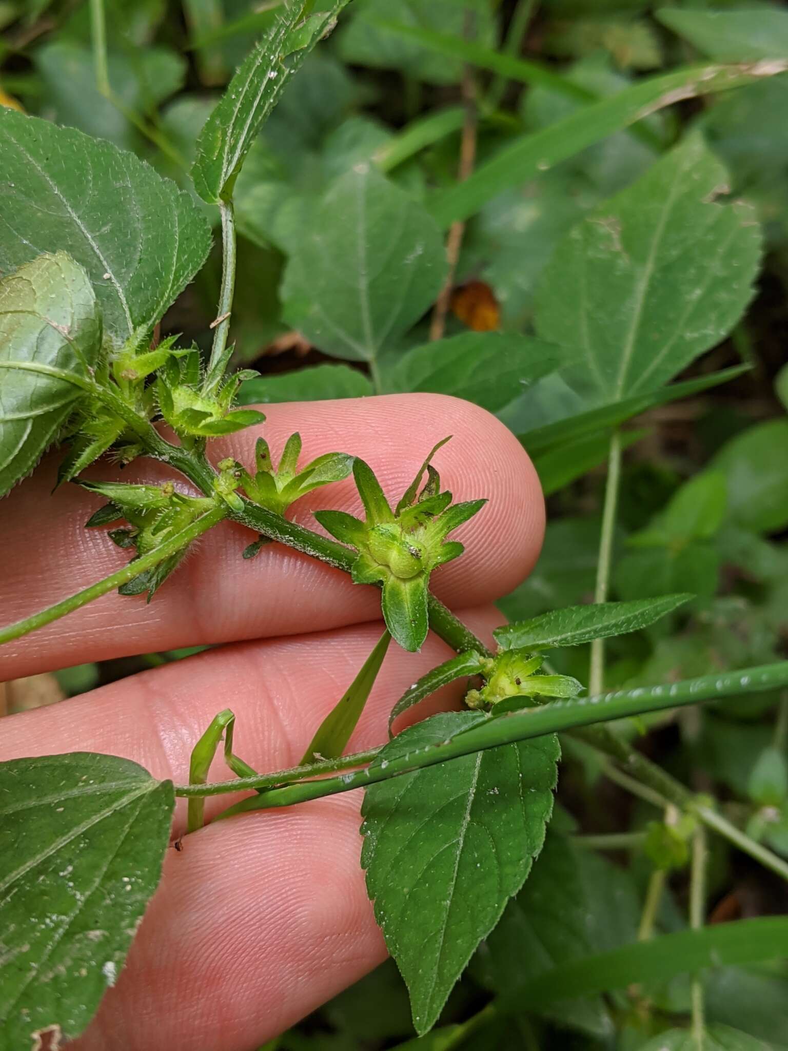 Imagem de Acalypha virginica var. deamii Weath.