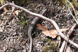 Image of She-oak Skink