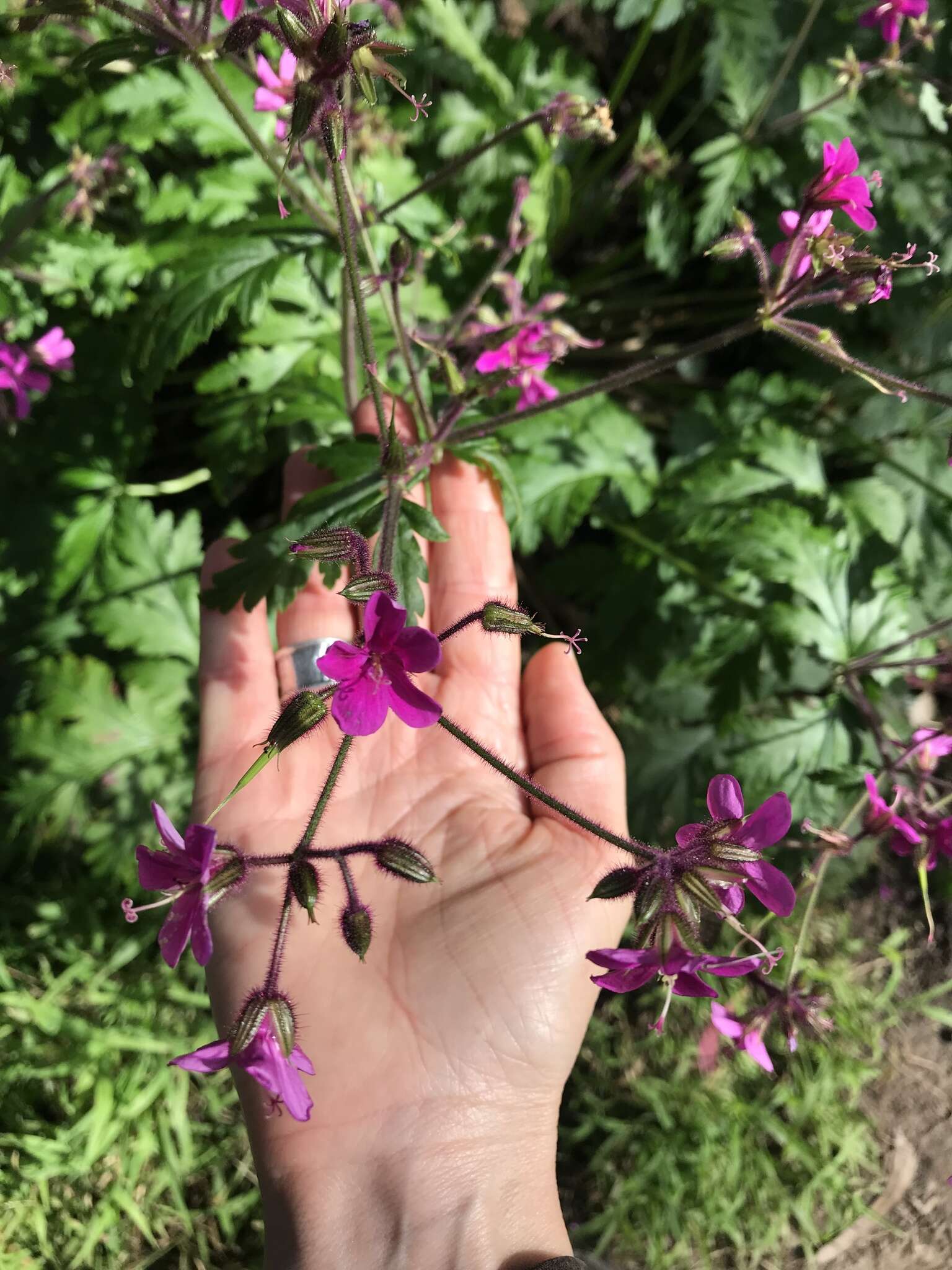 Image of Geranium reuteri Aedo & Muñoz Garm.