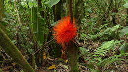 Plancia ëd Brownea macrophylla Linden