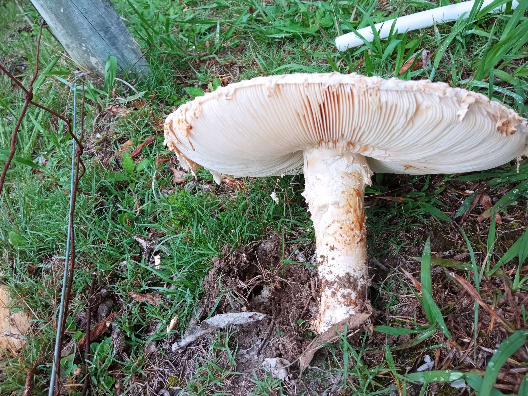 Image of Saproamanita foetidissima (D. A. Reid & Eicker) Redhead, Vizzini, Drehmel & Contu 2016