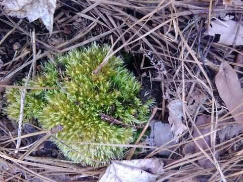 Image of leucobryum moss