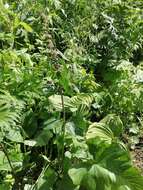 Image of Phlomoides alpina (Pall.) Adylov, Kamelin & Makhm.